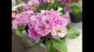 Долгожданная весна