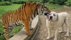 Приколы с животными🤗 Смешные видео про животных 🤗СМЕШНОЕ ВИДЕО😍 Наши любимые смешные животные