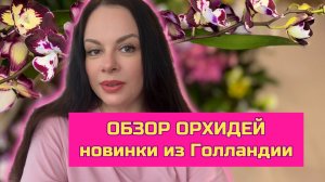 Обзор поставки орхидей к 8 марта Санк-Петербург ОрхоМир