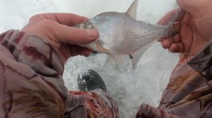 КУДА ДЕЛИСЬ все РЫБАКИ . Рыбалка в ГЛУХОЗИМЬЕ подводной съёмки не будет .