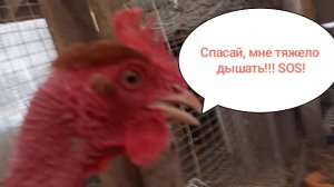 Опять весна- опять бронхит. Спасаю голошейку.