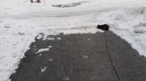 На улице котик Тишка.