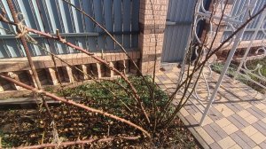 Плетистая роза. Обрезка весной на юге 28.02.2026г.