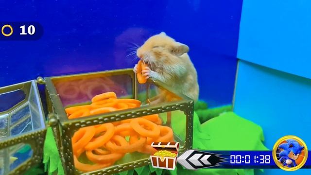 Hamster. Пройди полосу препятствий в игре Hamster Stories смотреть онлайн
