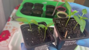 Острые перцы пересаживаю по отдельным стаканчикам.