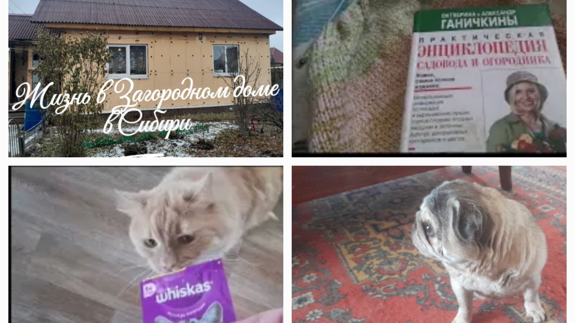 Первый весенний день морозный - 40/Уютный дом с домашними питомцами/Книга выручает саду и на кухне