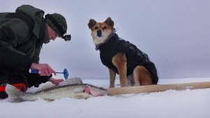 СДЕЛАЛ СНАСТЬ САМ И ПОЙМАЛИ ЕГО! ЗИМНЯЯ РЫБАЛКА С СОБАКОЙ.