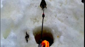 Ловим рыбу🐟🐟🐟 и гоняем зайца .Русские гончие Лайма и Раскат вл. Шатров В.А.#охота #топ #hunting