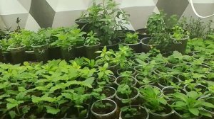 рассада на продажу 28.02.2026