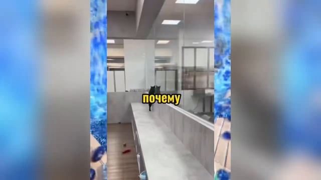 ВИРУСНЫЕ_ВИДЕО_Подборка_смешные_моменты_№5