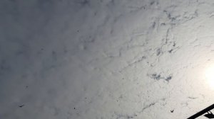 01.03.26 г. Андижанская порода голубей (1)