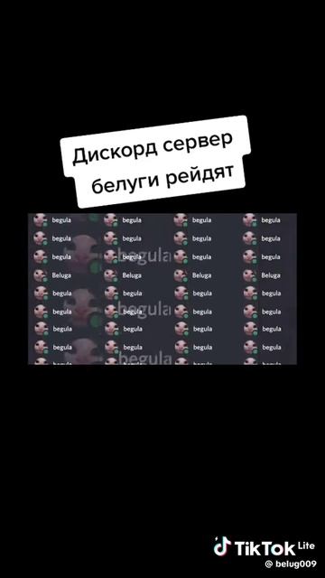 дискорд сервер рейдят белуги