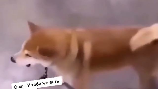 А у тебя есть машина ?