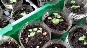 РАССАДА В КОНЦЕ ФЕВРАЛЯ.