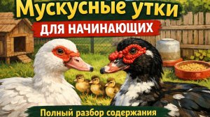 🔥 Мускусные утки для начинающих 🦆 Полный разбор содержания без ошибок и потерь!


Думаете завести