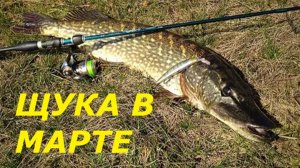 КАК ЛОВИТЬ ЩУКУ в МАРТЕ? МЕСТА и СНАСТИ для ЛОВЛИ ЩУКИ! НАЖИВКИ для РЫБАЛКИ ВЕСНОЙ