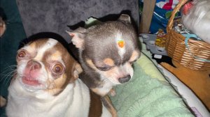 Любаша всем девчонкам серьги к празднику сделала.