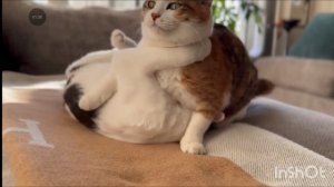 детская песенка про кошку