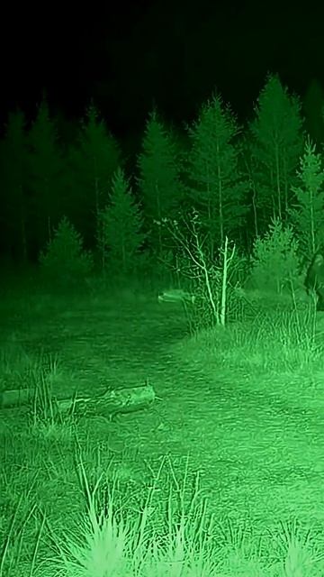 Снежный человек попался на камеру