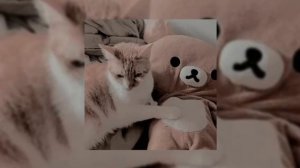 вайбовые песни 💤 из тт ( speed up )