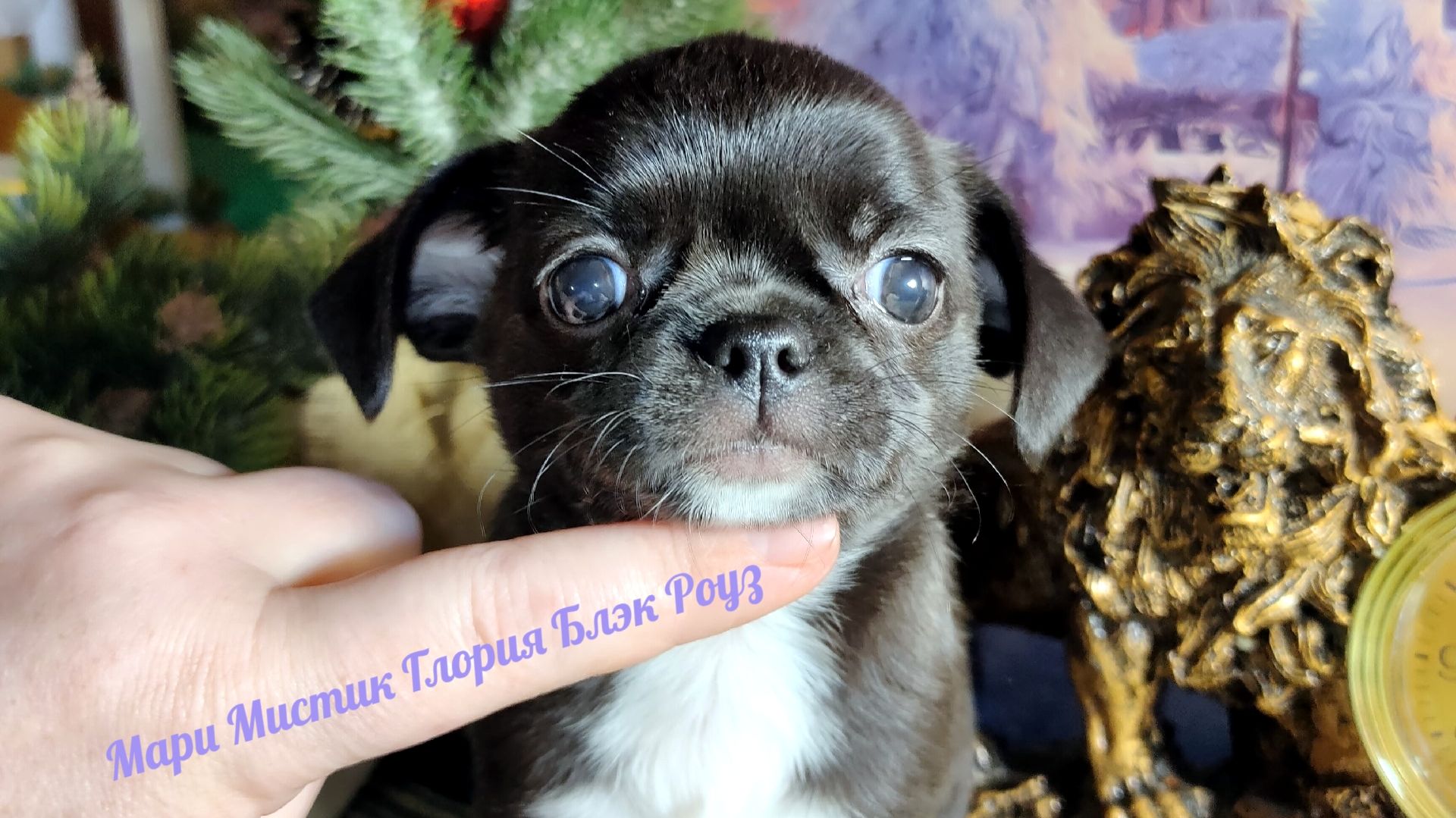 #СКИДКИ до 08.03.26 Глория и Глафира ждут Вас #купить_щенка_чихуахуа_продаю +79215950848