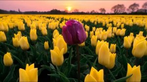 С 8 МАРТА..mp4