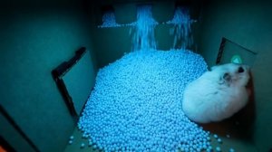 🐹Хомяк сбегает из жуткого тюремного лабиринта🐹 История про таракана