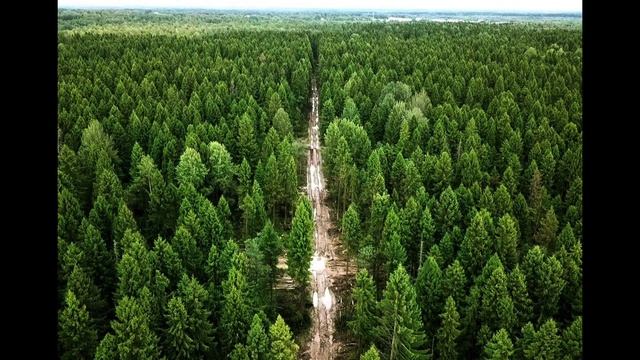 Рассказ-факт про лес. смотреть онлайн
