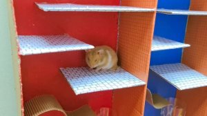 Сложная полоса препятствий Hamster Race в игре Hamster Stories
