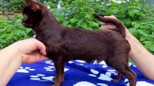 #СКИДКИ до 08.03.26 Шаман и Цукатик ждут Вас #купить_щенка_чихуахуа_продаю +79215950848