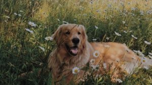 вальер для 3д собаки ( идею не брать)