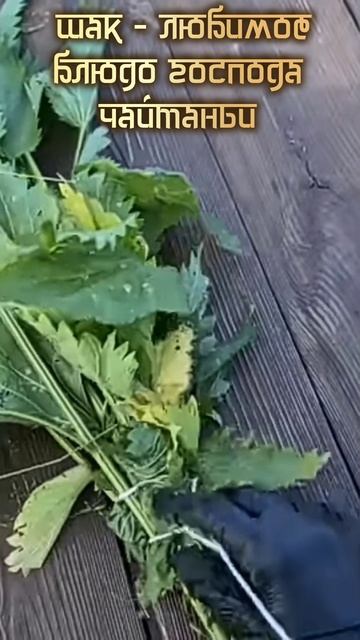 Рецепт Шака - любимого блюда Господа Чайтаньи. Хорошо приготовить 3 марта 2026 на Гауру Пурниму. смотреть онлайн