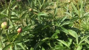 Пион Мадам Эмиль Дебатен