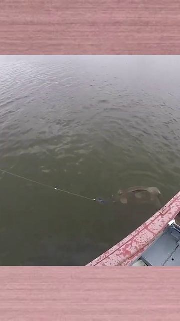 Ну ка иди ка Сюда Щука!!!