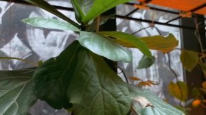 Паназиатское кафе в оранжерее