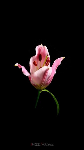 First Day Of Spring | Первый день весны 🌱