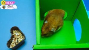 Полоса препятствий для хомяка. Радужный лабиринт в Hamster Stories