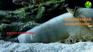 Конус адвокатской монополии