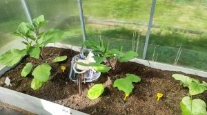 22-Дача..а огурцы то не взошли🧐арбузы тоже 21.05.22.