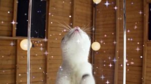 Котятки мяукалки