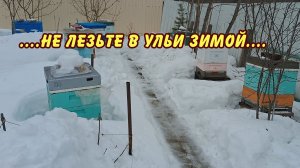 ПЧЕЛОВОДСТВО для всех не лезьте в ульи зимой посвящение в жукову да