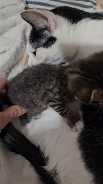 Карамелька