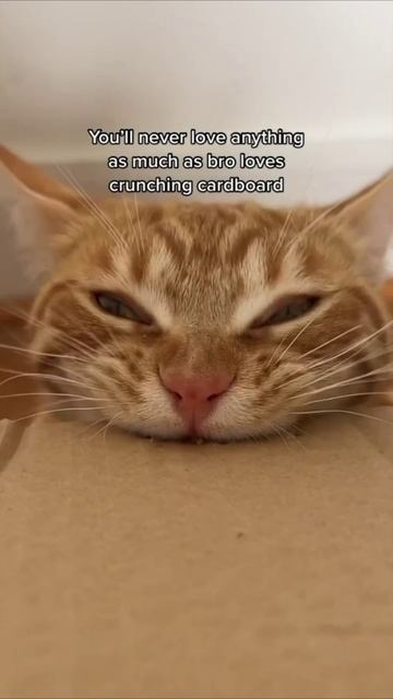 Смешные коты #112-9