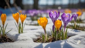 Весенние зарисовки