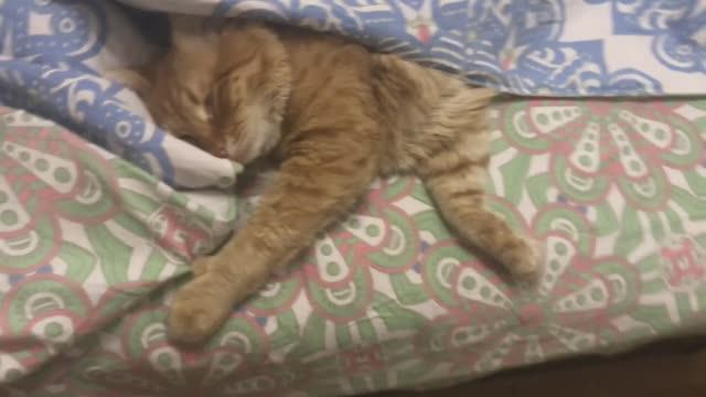 Кот Мурыш вернулся на канал!