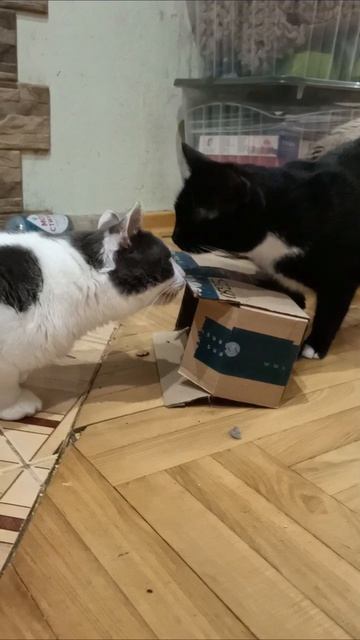 Дом-2. Квартирный вопрос🤣