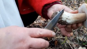 Белых два ведра.архив.