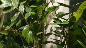 Не дал Бог крыльев...