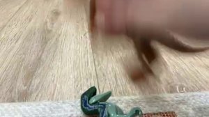 Мир юрского периода Карнозавр против велоцираптора и против Индоминуса