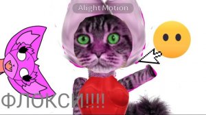 она мейн-кун...